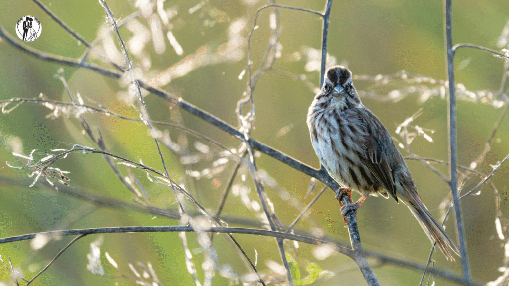 Wedding Slideshow Songs: The Ultimate Playlist to Tell Your Love Story 11 Untitled design 2025 10 21T095834.513